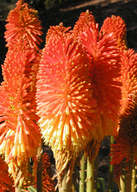 Kniphofia 'Christmas Cheer'